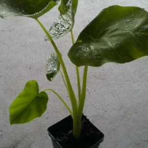 4 Bac Ha Doc Mung Edible Vietnamese Taro Elephant Ear Live Plants - Indoor/Outdoor - Image 2