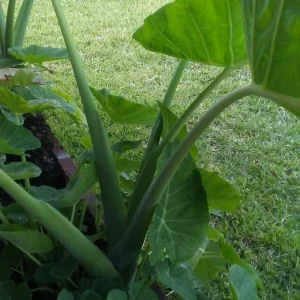 4 Bac Ha Doc Mung Edible Vietnamese Taro Elephant Ear Live Plants - Indoor/Outdoor - Image 1