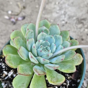 4 inch Echeveria Elegans Live Plant – Low Maintenance Succulent - Image 2