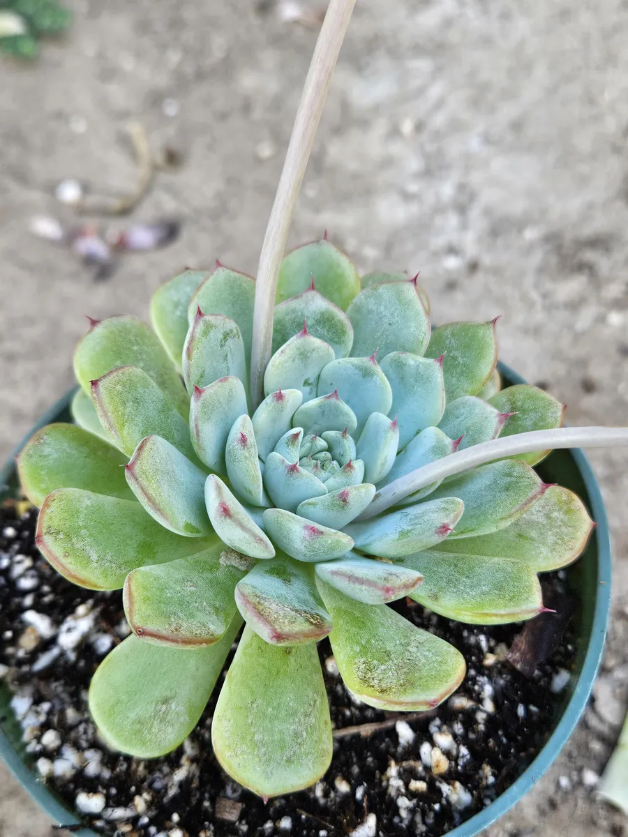 4 inch Echeveria Elegans Live Plant – Low Maintenance Succulent - Image 2