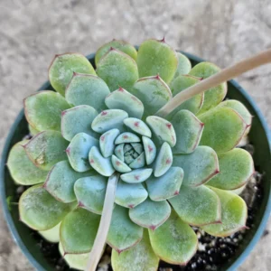 4 inch Echeveria Elegans Live Plant – Low Maintenance Succulent - Image 3