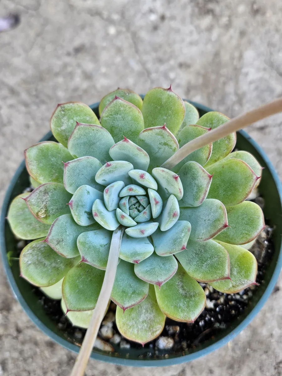 4 inch Echeveria Elegans Live Plant – Low Maintenance Succulent - Image 3