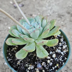 4 inch Echeveria Elegans Live Plant – Low Maintenance Succulent - Image 1