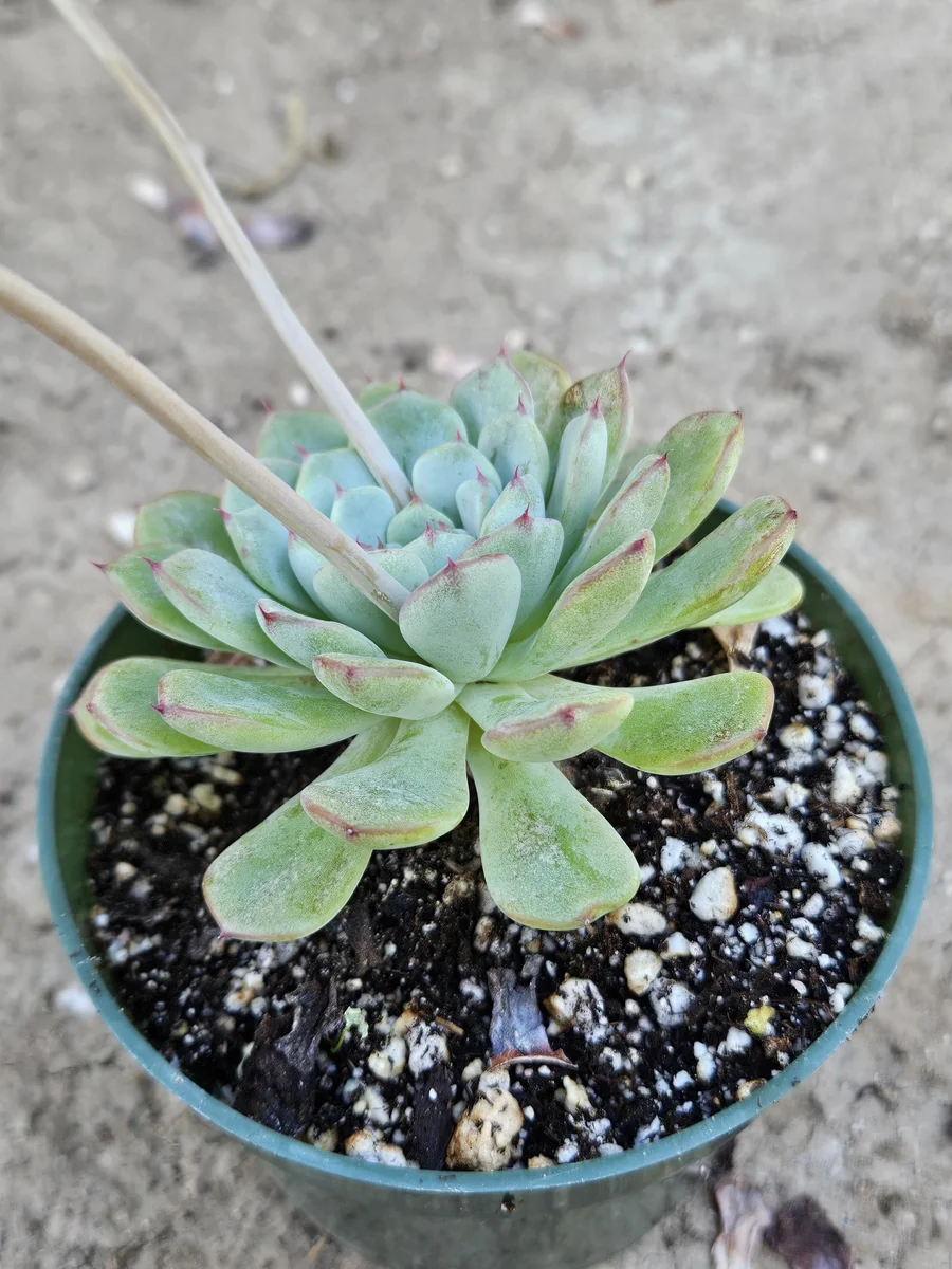4 inch Echeveria Elegans Live Plant – Low Maintenance Succulent - Image 1
