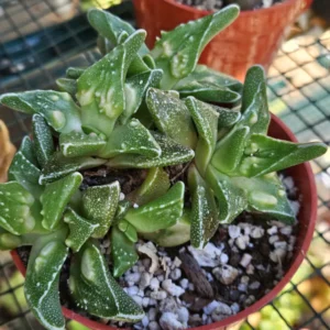 4 inch Faucaria Tigrina 'Toothless' Succulent Live Plant - Indoor/Outdoor - Image 2