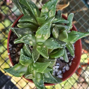 4 inch Faucaria Tigrina 'Toothless' Succulent Live Plant - Indoor/Outdoor - Image 3