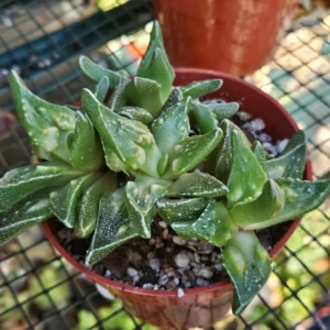 4 inch Faucaria Tigrina 'Toothless' Succulent Live Plant - Indoor/Outdoor - Image 1