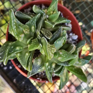 4 inch Faucaria Tigrina 'Toothless' Succulent Live Plant - Indoor/Outdoor - Image 4