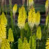 4 Kniphofia Flashpoint Red Hot Poker Live Plants - Torch Lily Perennials - Image 1