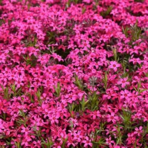 4 Live Creeping Phlox Red Wings Perennials - Attracts Butterflies & Hummingbirds, Full Sun - Image 1