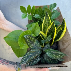 4 Live Indoor House Plant Bundle - Mystery Box, Assorted 4-inch Pot - Image 4