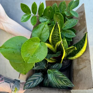 4 Live Indoor House Plant Bundle - Mystery Box, Assorted 4-inch Pot - Image 5