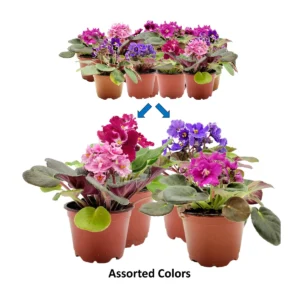 4-Pack African Violet Live Plants - Assorted Ruffled Flowers, 4-inch Pots, Indoor - Image 1