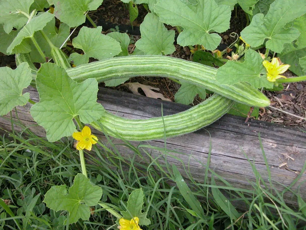 40+ Armenian Yard Long Cucumber Seeds – Organic Non-GMO Vegetable Seeds - Image 1