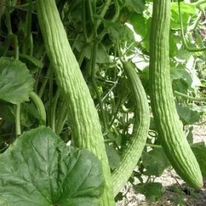 40+ Armenian Yard Long Cucumber Seeds - Organic, Non-GMO Vegetable Seeds - Image 1