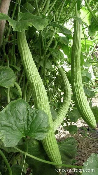 40+ Armenian Yard Long Cucumber Seeds - Organic, Non-GMO Vegetable Seeds - Image 1