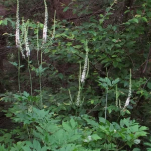 40 Black Cohosh Bare Root Plants - Actaea Racemosa Native Wildflower - Image 5