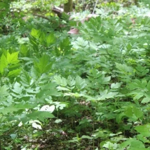 40 Black Cohosh Bare Root Plants - Actaea Racemosa Native Wildflower - Image 7