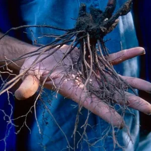 40 Black Cohosh Bare Root Plants - Actaea Racemosa Native Wildflower - Image 9