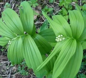 40 False Solomon's Seal Bare Root Plants - Maianthemum Racemosum Native Wildflower - Image 3