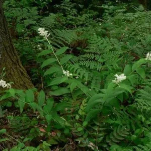 40 False Solomon's Seal Bare Root Plants - Maianthemum Racemosum Native Wildflower - Image 6