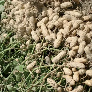 40+ Jumbo Bailey Virginia Peanut Seeds for Planting – Organic, Non-GMO Annual Vegetable - Image 2