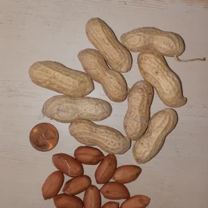 40+ Jumbo Bailey Virginia Peanut Seeds for Planting – Organic, Non-GMO Annual Vegetable - Image 1