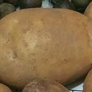 40 Organic Russet True Potato Seeds - Yellow Skin Potato Berry Seeds for Planting - Image 3