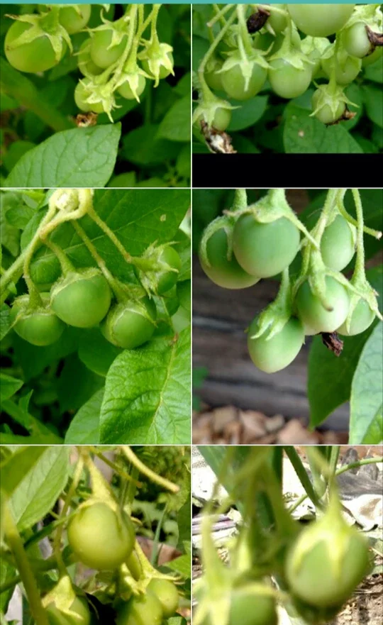 40 Organic Russet True Potato Seeds - Yellow Skin Potato Berry Seeds for Planting - Image 1