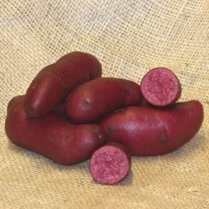 40 Rare True Potato Seeds Mix - Purple, Red, Blue Majesty Colors - Grow Potatoes from Seed - Image 3