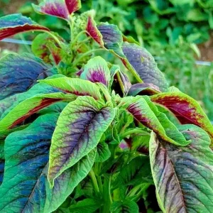 4000+ Red Green Amaranth Spinach Seeds - Rau Den Vegetable Seeds for Home Garden - Image 1