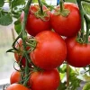 42 Day Tomato Seeds - World's Fastest Ripening Tomato - 25+ Seeds - Image 1