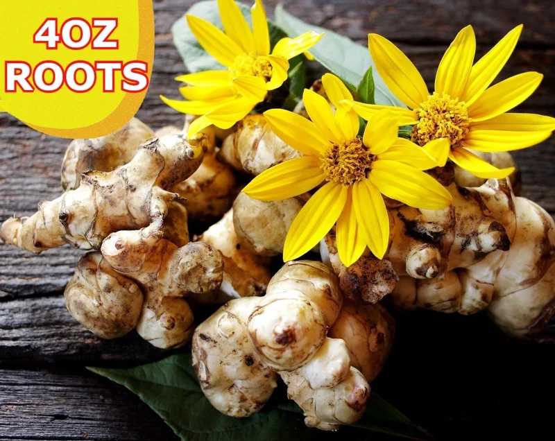 4OZ Jerusalem Artichoke Tubers Sunchokes – Edible Roots for Planting or Eating – Outdoor - Image 1