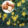4oz Sunchoke Tubers for Planting - Helianthus tuberosus Bulbs Outdoor Garden - Image 1
