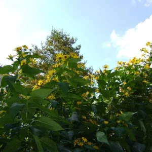 4oz Sunchoke Tubers for Planting - Helianthus tuberosus Bulbs Outdoor Garden - Image 9