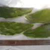 4x Purple Prickly Pear Cactus Cuttings - Edible Nopal Live Plant - Image 1
