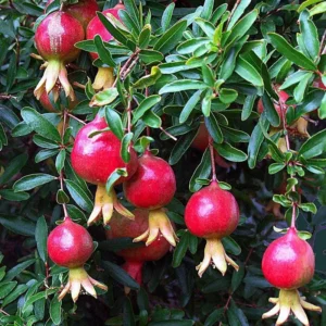 5 Afganski Russian Pomegranate Tree Starter Plants - Punica granatum 'Afganski' Cold Hardy - Image 2