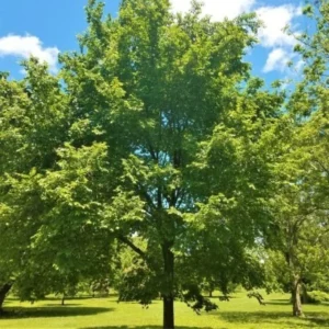 5 American Elm Bare Root Seedlings - Ulmus americana Tree 12-18 inch - Image 1