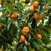 5 American Persimmon Tree Bare Root Plants, 12-24in Tall Diospyros virginiana - Image 1