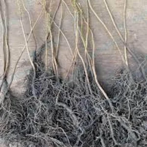 5 American Persimmon Tree Bare Root Plants, 12-24in Tall Diospyros virginiana - Image 2