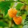 5 Anne Raspberry Bare Root Canes - Golden Everbearing Variety - 1-Year-Old Live Plants - Image 1