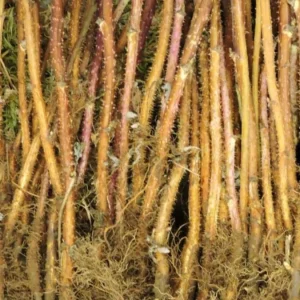 5 Anne Raspberry Bare Root Canes - Golden Everbearing Variety - 1-Year-Old Live Plants - Image 6