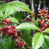 5 Arabica Coffee Live Starter Plants - Coffea arabica Indoor Houseplant - Image 1