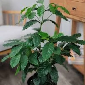 5 Arabica Coffee Live Starter Plants - Coffea arabica Indoor Houseplant - Image 2