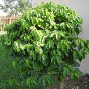 5 Arabica Coffee Live Starter Plants - Coffea arabica Indoor Houseplant - Image 3