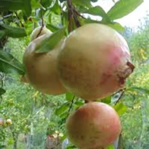 5 Azadi Pomegranate Live Plant - Soft-Seeded Fruit Tree - USDA Zones 8-11 - Image 2
