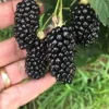 5 Big Daddy Thornless Blackberry Plants - Rubus Fruit Starter Plants, High Yield, Zones 5-9 - Image 1