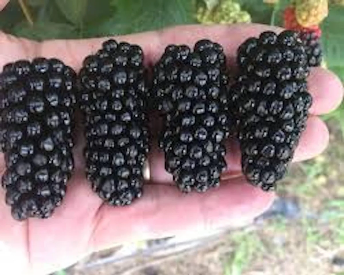 5 Big Daddy Thornless Blackberry Plants - Rubus Fruit Starter Plants, High Yield, Zones 5-9 - Image 2