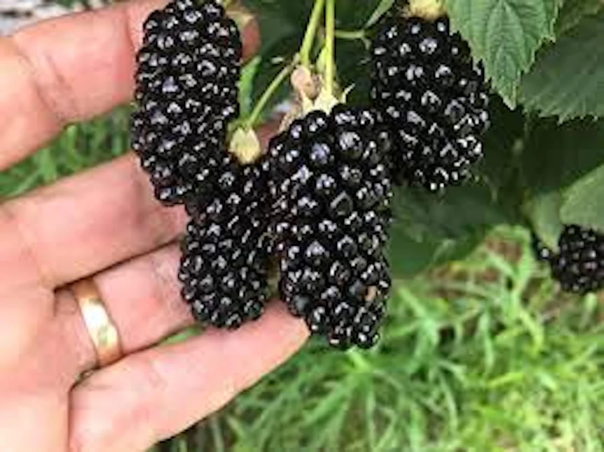 5 Big Daddy Thornless Blackberry Plants - Rubus Fruit Starter Plants, High Yield, Zones 5-9 - Image 1