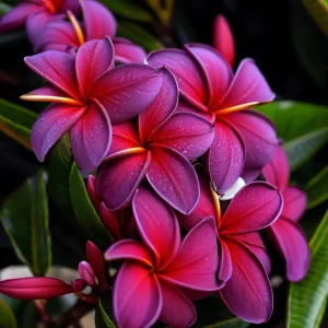 5 Black Purple Plumeria Flower Seeds - Hawaiian Perennial Bloom - Image 1